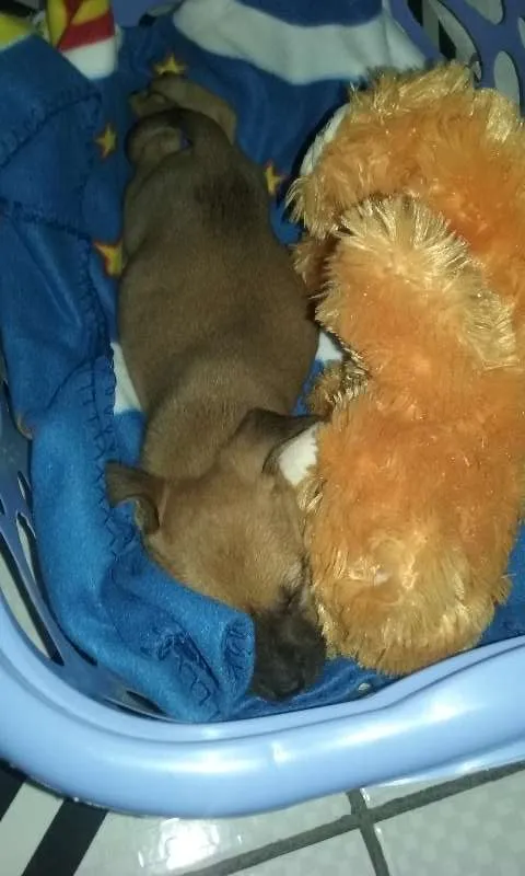 Cachorro ra a Não definida idade 2 a 6 meses nome Kevin