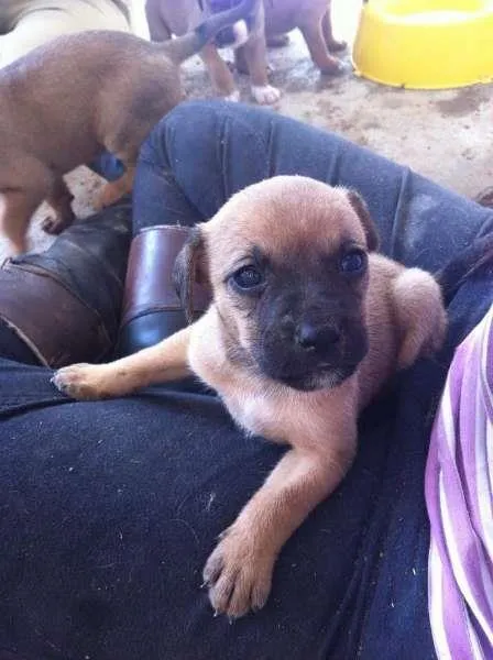 Cachorro ra a Não definida idade 2 a 6 meses nome Kevin