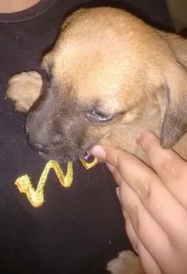 Cachorro ra a Não definida idade 2 a 6 meses nome Kevin