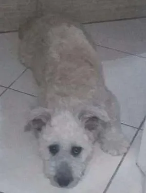 Cachorro ra a SRD idade 7 a 11 meses nome Thor