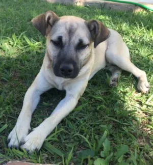 Cachorro raça vira lata idade 2 a 6 meses nome Banzé