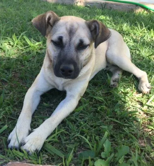 Cachorro ra a vira lata idade 2 a 6 meses nome Banzé