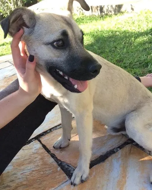 Cachorro ra a vira lata idade 2 a 6 meses nome Banzé