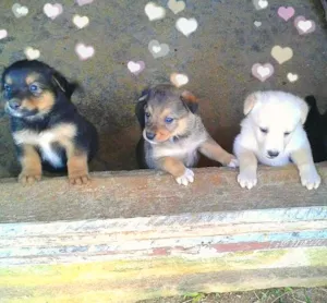 Cachorro raça vira lata idade Abaixo de 2 meses nome Filhotes super fofos