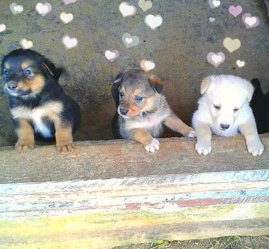 Cachorro ra a vira lata idade Abaixo de 2 meses nome Filhotes super fofos