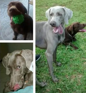 Cachorro raça Weimaraner e Labrador idade 5 anos nome Manú e Maia GRATIFICA