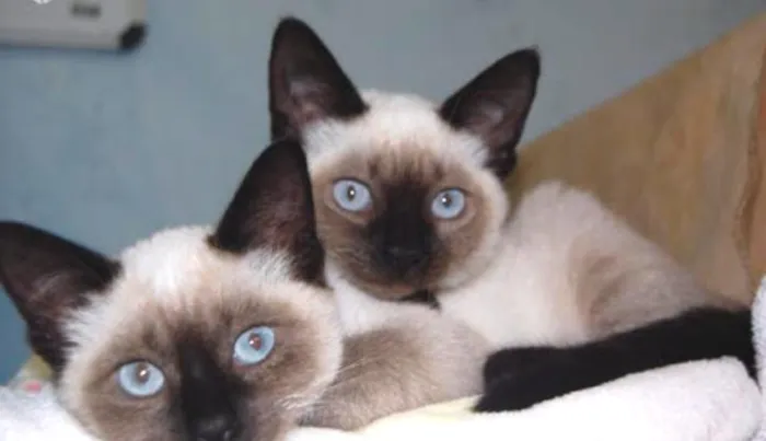 Gato ra a Siamês  idade 2 a 6 meses nome Logan e Corujinha