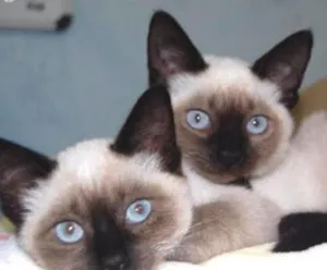 Gato raça Siamês  idade 2 a 6 meses nome Logan e Corujinha