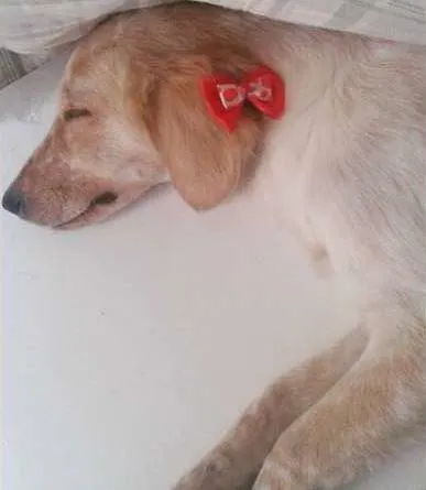 Cachorro raça SRD idade 7 a 11 meses nome Princesa