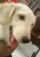 Cachorro raça SRD idade 7 a 11 meses nome Princesa