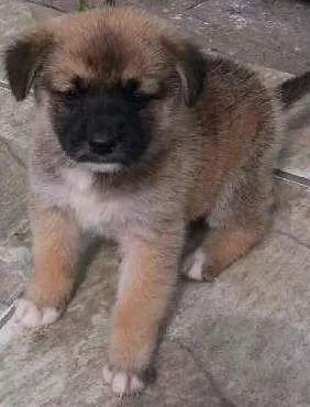 Cachorro ra a SRD idade Abaixo de 2 meses nome Bebês