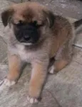 Bebês