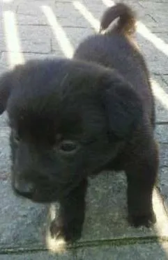 Cachorro ra a SRD idade Abaixo de 2 meses nome Bebês