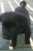 Bebês