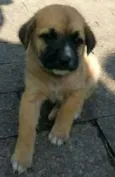 Bebês