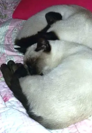 Gato raça Siamês  idade 2 a 6 meses nome Logan e corujinha