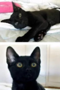 Gato raça Srd idade Abaixo de 2 meses nome Morfeu 