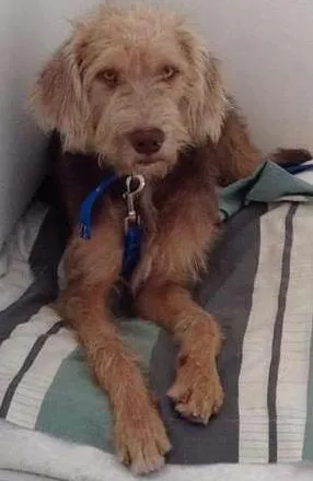 Cachorro raça MESTIÇO POODLE idade 1 ano nome THEO