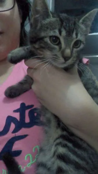 Gato raça SRD idade 2 a 6 meses nome Branquinha