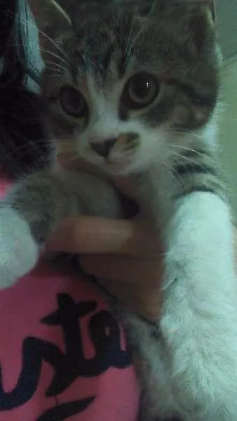 Gato raça SRD idade 2 a 6 meses nome Branquinha