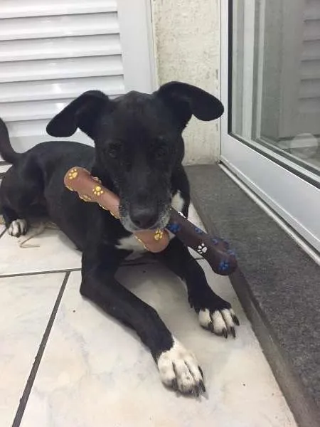 Cachorro ra a SRD idade 6 ou mais anos nome Kimi