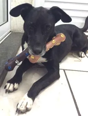 Cachorro raça SRD idade 6 ou mais anos nome Kimi
