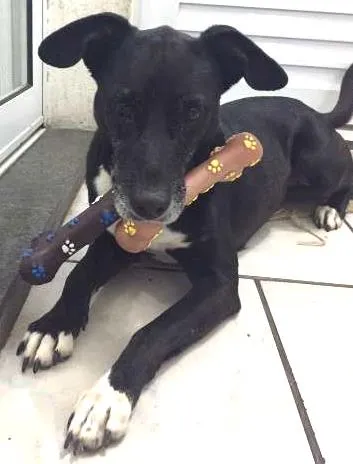 Cachorro ra a SRD idade 6 ou mais anos nome Kimi
