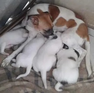 Cachorro ra a SR idade Abaixo de 2 meses nome Bebês