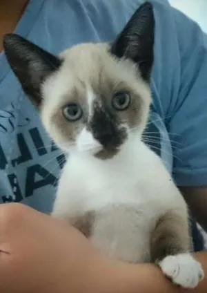 Gato raça siames idade 2 a 6 meses nome Xhex