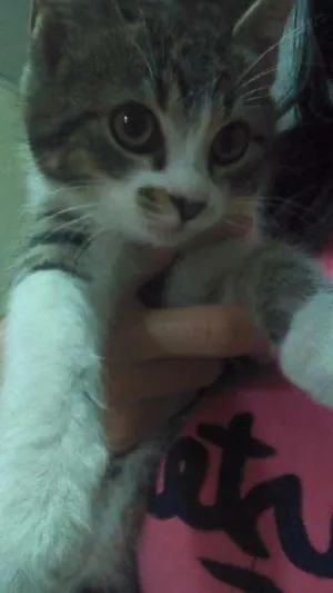 Gato raça SRD idade 2 a 6 meses nome Branquinha