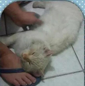 Gato ra a SRD idade 6 ou mais anos nome Vishous ou só V