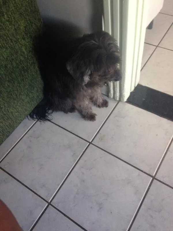 Cachorro raça Puldo misturado idade 6 ou mais anos nome Polly