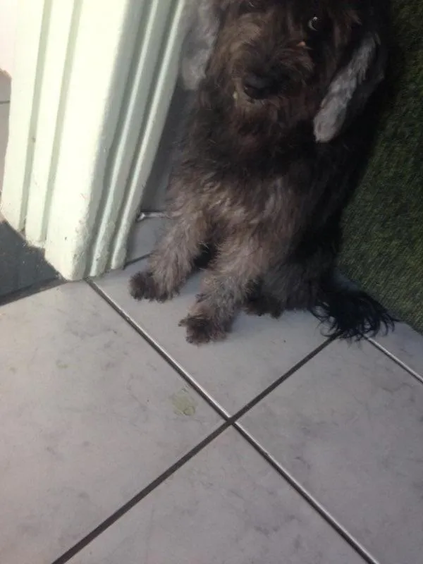 Cachorro raça Puldo misturado idade 6 ou mais anos nome Polly