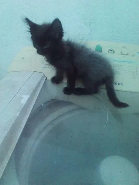 Gato raça SRD idade 2 a 6 meses nome Sem nome