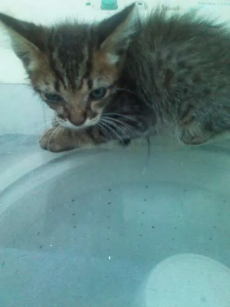 Gato raça SRD idade 2 a 6 meses nome Sem nome