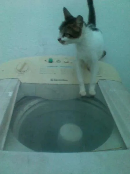 Gato raça SRD idade 2 a 6 meses nome Sem nome