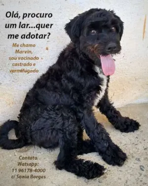 Cachorro raça Poodle idade 1 ano nome Marvin
