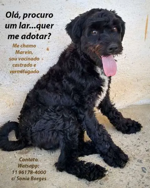 Cachorro raça Poodle idade 1 ano nome Marvin