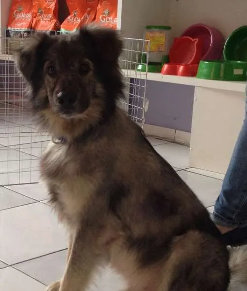 Cachorro ra a SRD idade 4 anos nome Dylan
