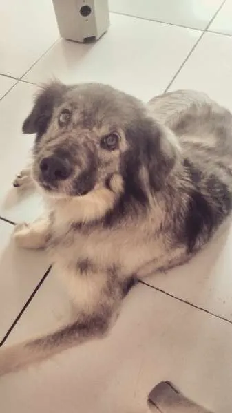 Cachorro ra a SRD idade 4 anos nome Dylan