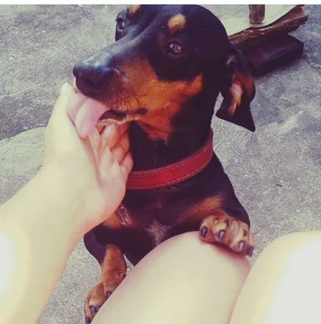 Cachorro ra a Cofap idade 3 anos nome Bobby