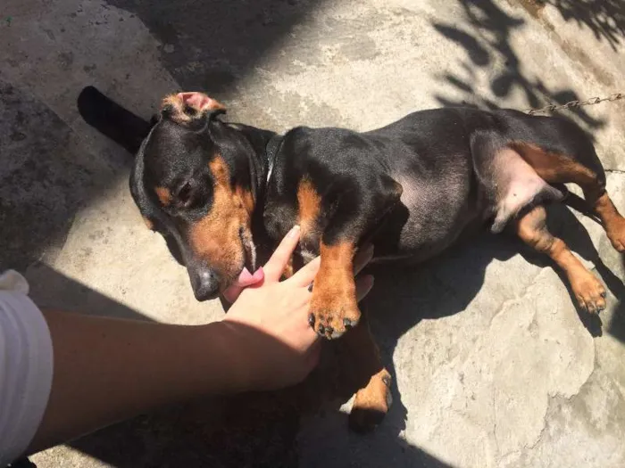 Cachorro ra a Cofap idade 3 anos nome Bobby