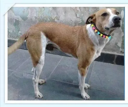 Cachorro ra a mestiço pit bull idade 6 ou mais anos nome Hulk