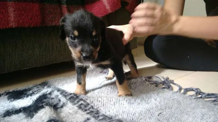 Cachorro ra a SRD idade Abaixo de 2 meses nome Cidinha e Arnold