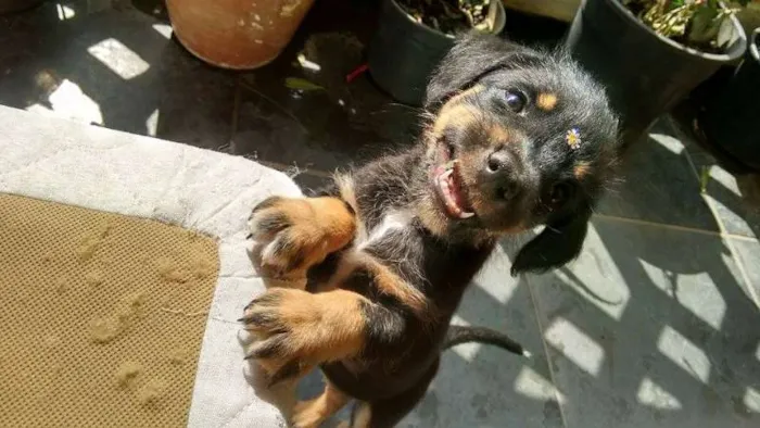 Cachorro ra a SRD idade Abaixo de 2 meses nome Cidinha e Arnold