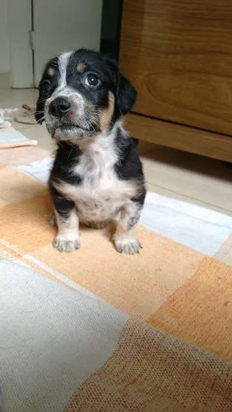 Cachorro ra a SRD idade Abaixo de 2 meses nome Cidinha e Arnold