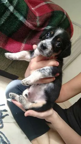 Cachorro ra a SRD idade Abaixo de 2 meses nome Cidinha e Arnold