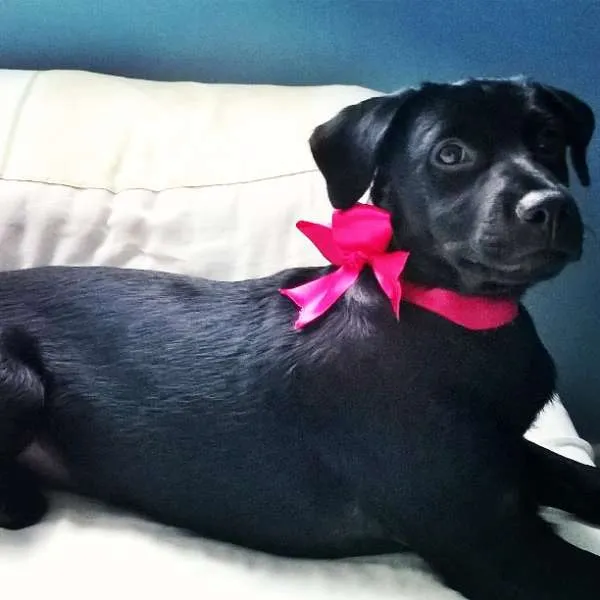 Cachorro ra a vira lata idade 2 a 6 meses nome Sophiee