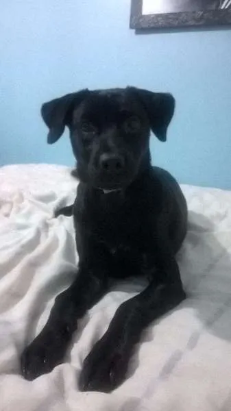 Cachorro ra a vira lata idade 2 a 6 meses nome Sophiee