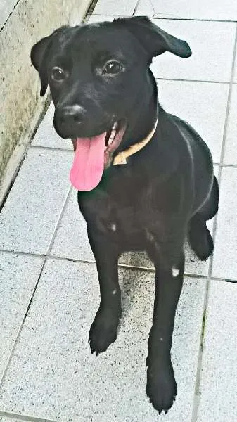 Cachorro ra a vira lata idade 2 a 6 meses nome Sophiee